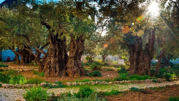 Portada_SITIO-Getsemaní Getsemaní