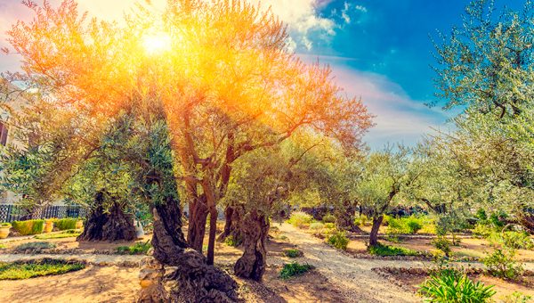 Hoguera Santa en el Getsemaní