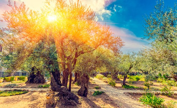 Hoguera Santa en el Getsemaní