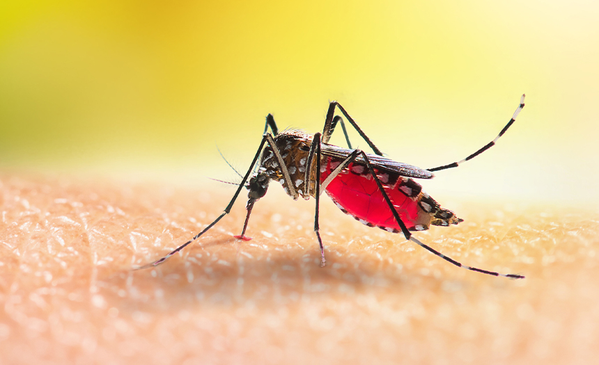 ¿Qué hacer para prevenir el dengue?