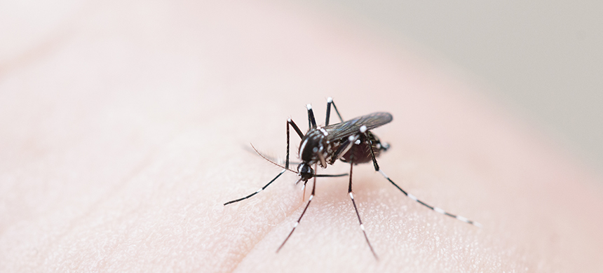 Lo que no sabes de la chikungunya